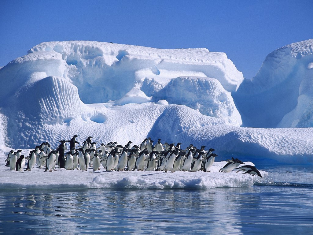 Penguins_in_Hope_Bay_Antarctica