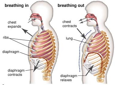 Diaphragm-Function