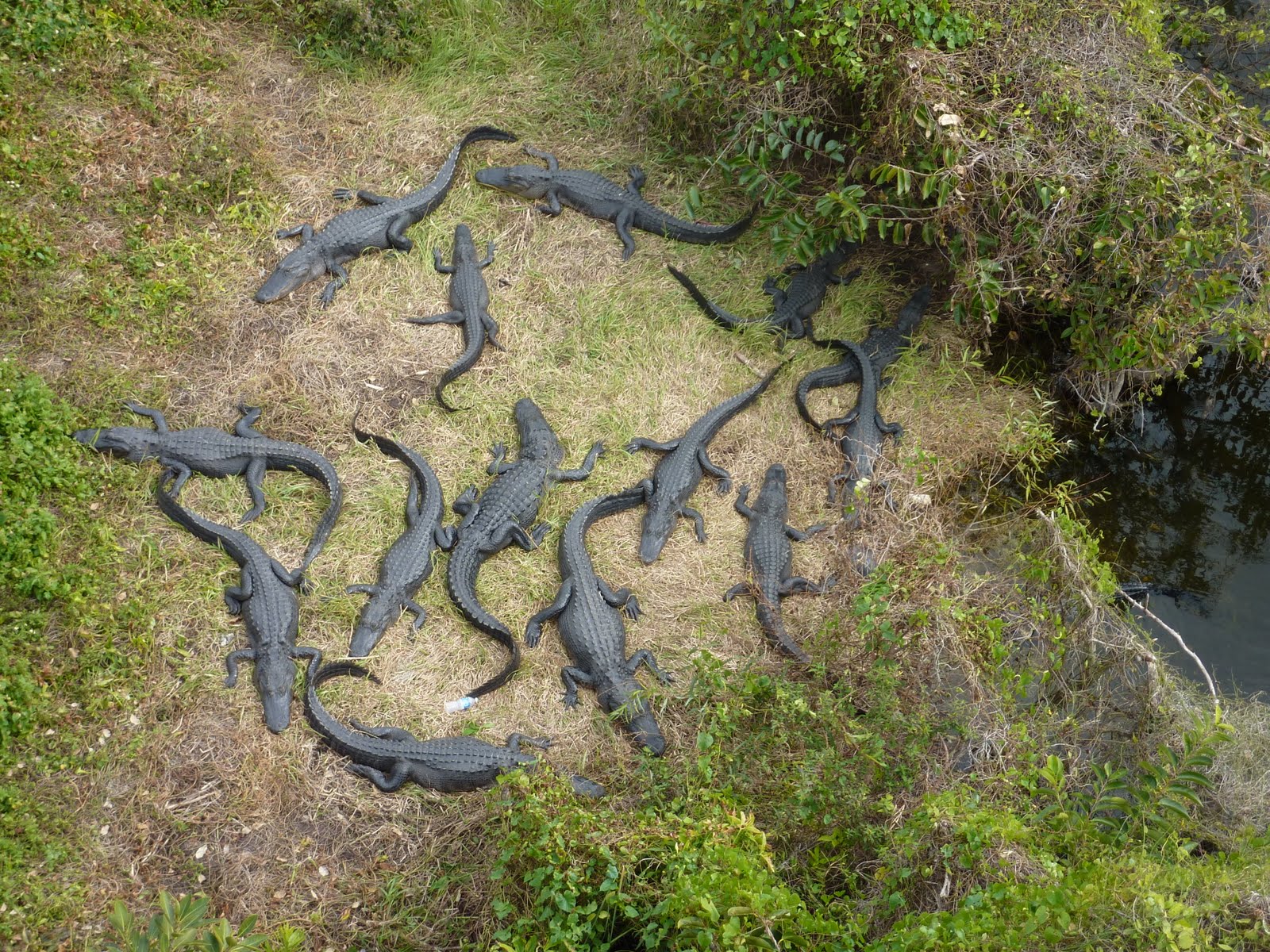 Dec. 25-Dec. 31,2010 100