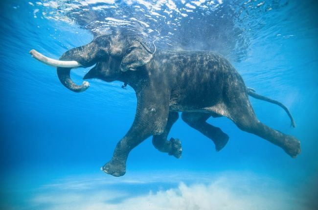 elephant swimming