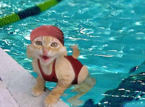 swimmer-kitty