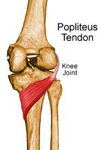 popliteus-tendon