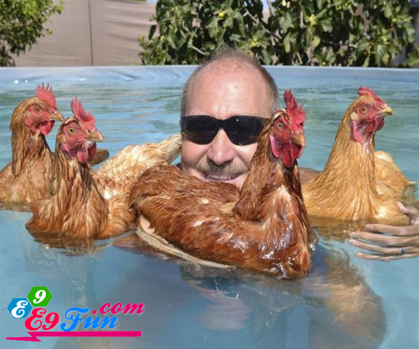 Funny-Swimming-Hens-Picture